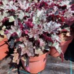 Heuchera hybridná (Heuchera hybrida) ´WORLD CAFFÉ CORRETO´® výška: 10-20 cm, ⌀ 30 cm, kont. C2L